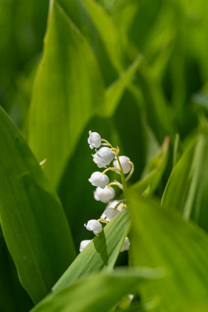 istock Lily of the valley small white flowers 2168541228