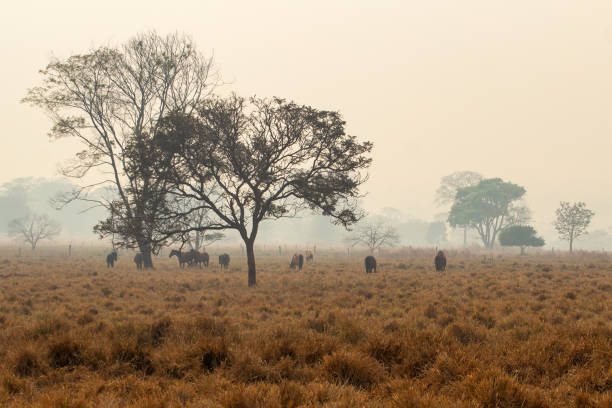 Goiania, Goias, Brazil – August 25, 2024: Landscape with a tree in the foreground and some horses grazing, on a sad day, without sun and with a lot of smoke from fires in Brazil.