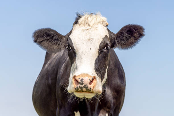 istock Black and white cow, breed blaarkop, fleckvieh, a blue sky background, looking at camera 2168541460