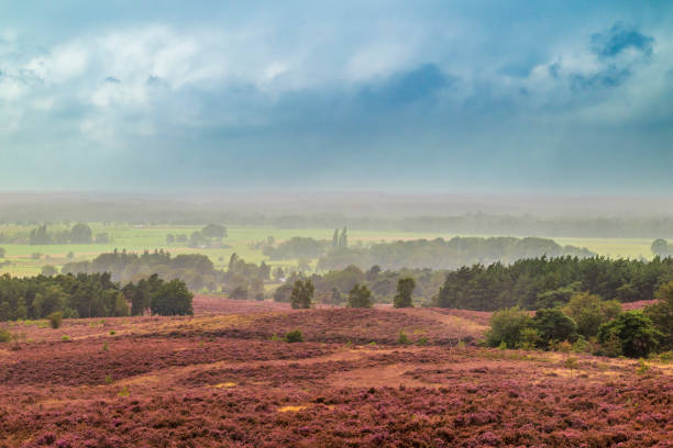 istock Blooming Heather plants in Heathland landscape during summer 2168541526