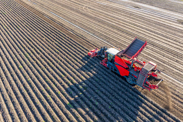 istock Harvesting potatoes in a field with a harvester 2168541646