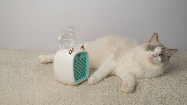 istock Cat lying in front of a electric fan. 2168541895