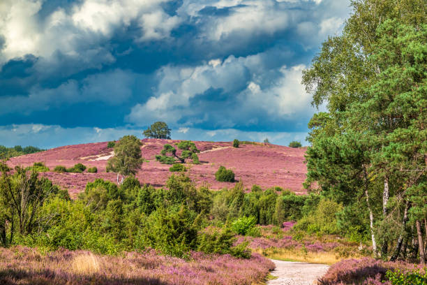 istock Blooming Heather plants in Heathland landscape during summer 2168541903