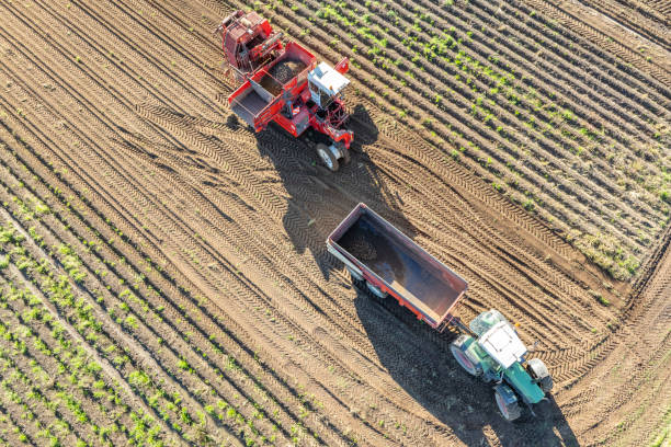 istock Harvesting potatoes in a field with a harvester 2168541943