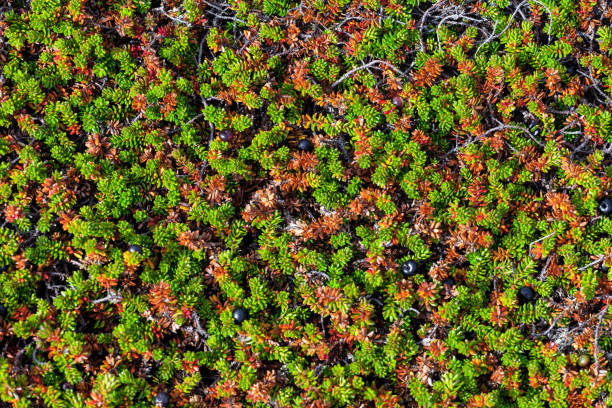 Wild crowberries - Empetrum - in tundra, close up