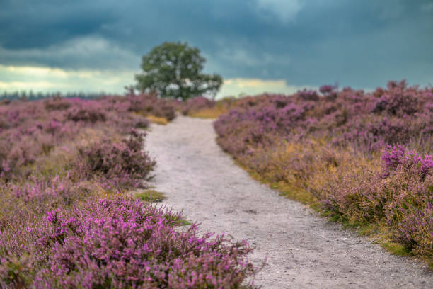 istock Blooming Heather plants in Heathland landscape during summer 2168542324