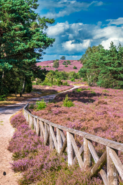 istock Blooming Heather plants in Heathland landscape during summer 2168542419