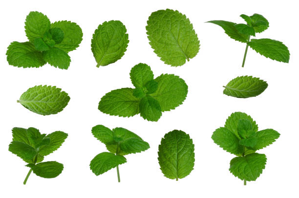 istock Mint leaves set isolated on white background 2168543528