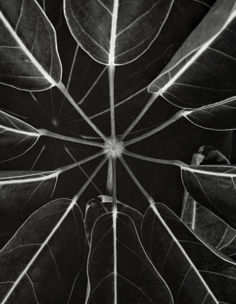 Natural black and white leaf background. Pattern for design wallpaper, poster, card or cover