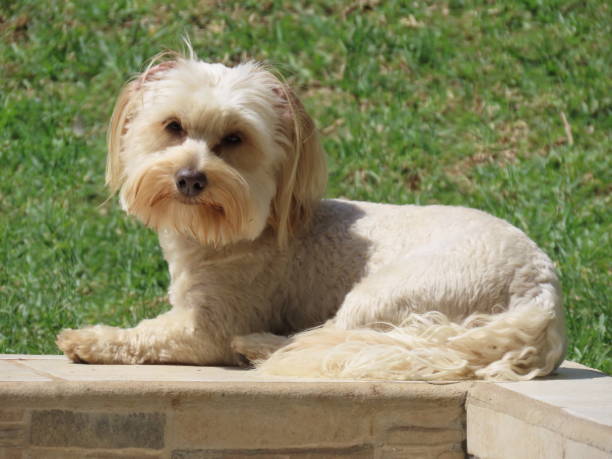 istock Cross Morki and Maltese Small Dog 2168545758