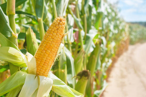istock Close-up of corn cobs in field. 2168549875