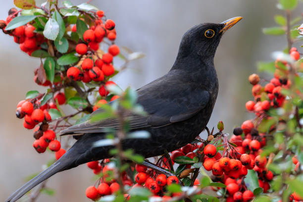 istock Common blackbird, turdus merula, feeding on red berries 2168552625