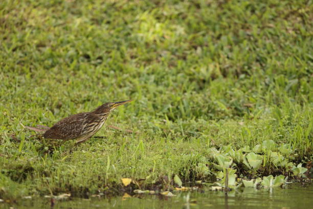 istock Cinnamon bittern (Botaurus cinnamomeus)  female in Sulawesi, Indonesia 2168553057