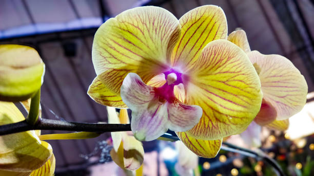 Vibrant Red and Yellow Striped Phalaenopsis Orchid Hybrid