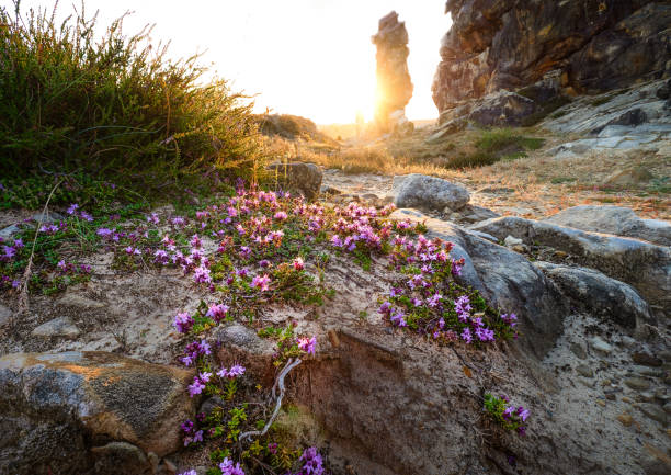 sunset at the teufelsmauer in the harz mountains germany