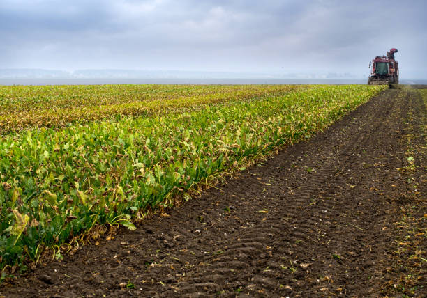 istock Harvesting beets, harvester for harvesting beets, harvest time 2168561419