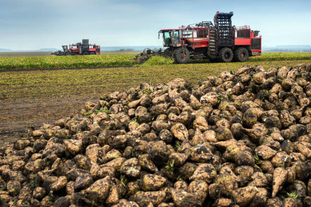 istock two beet harvesters in the process and heap of beets 2168561518
