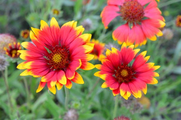istock red and yellow gaillardia flowers that are in a garden close up 2168564184