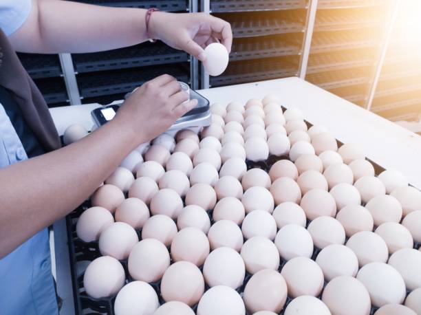 istock Quality control is taking sample data on the weight scales of eggs to be hatched. 2168565596