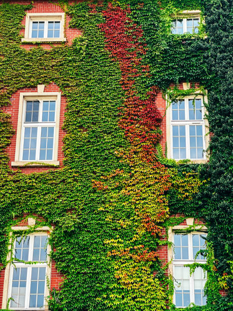istock Red brick facade being covered with green and red ivy 2168569548