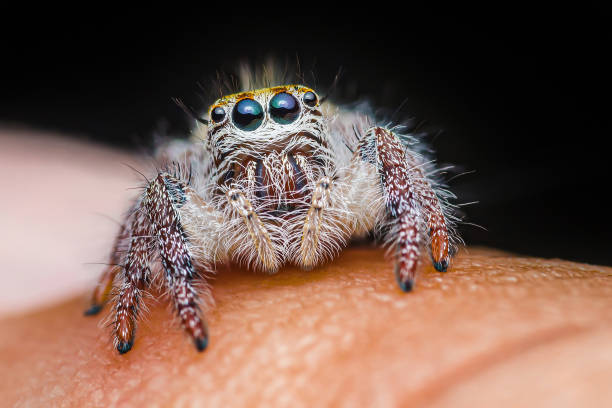 istock Jumping spider on skin human. 2168570658