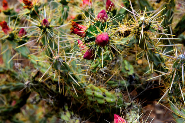A hedgehog cactus flowering