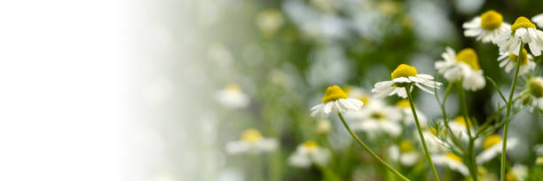 istock Chamomile flowers field in sun ligh. Web-banner with place for text 2168572990