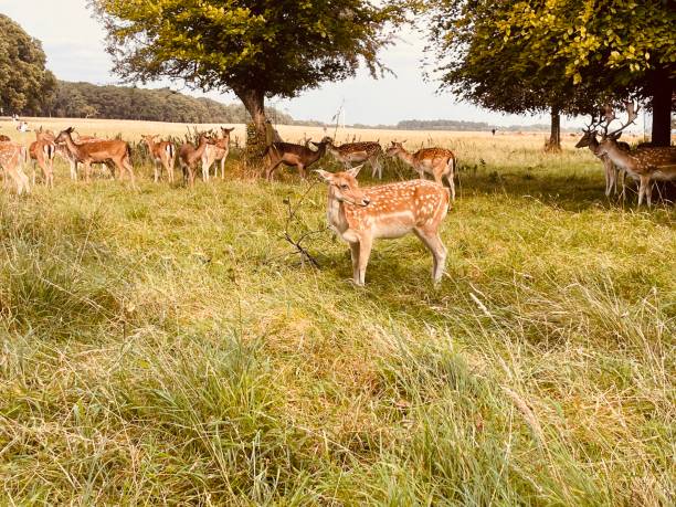 istock Deers in the wild on a sunny day 2168573554