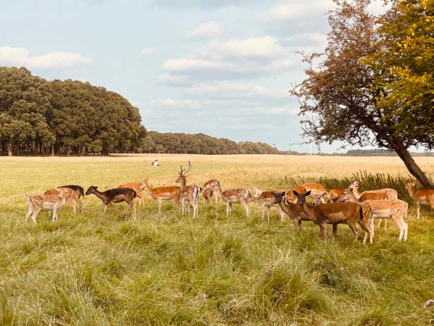 istock Large group of deers looking at passers-by 2168573582
