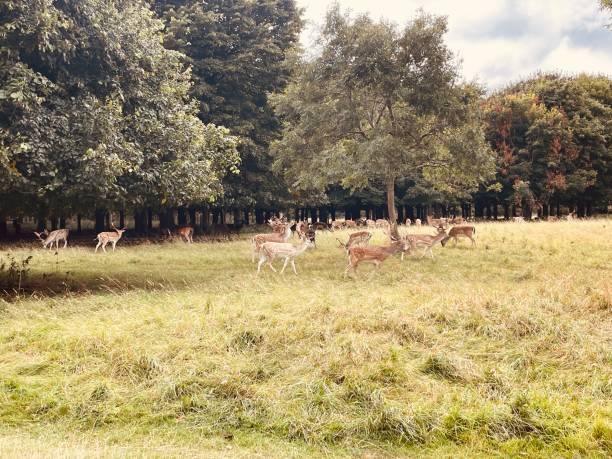 istock Nature meets the deers 2168573645
