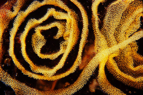 Yellow nudibranch eggs.  Close up Abstract.  Exploring and enjoying Beautiful Sea Life macro .  Underwater scene at clear mediterranean sea.  Scuba diver point of view. Greece Europe. Underwater photography