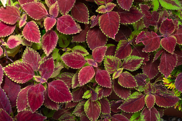 istock Colorful leaves plants pattern for nature Background. 2168576356