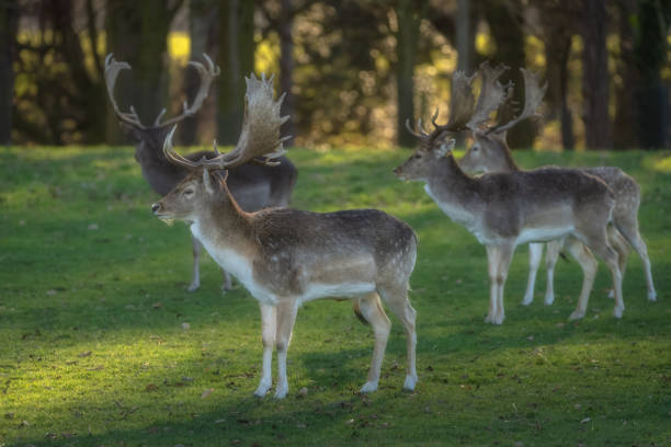 istock Small herd of young Fallow Deer in Pheonix Park, Dublin 2168576373