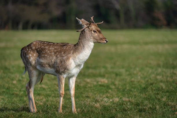 istock Fallow Deer sitting on field in Pheonix Park, Dublin 2168576848