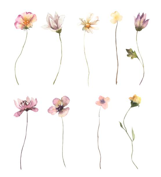 istock Watercolor Midsummer flowers collection with hand painted delicate wildflowers. Romantic floral arrangements perfect for wedding greeting cards, invitation. 2168582870