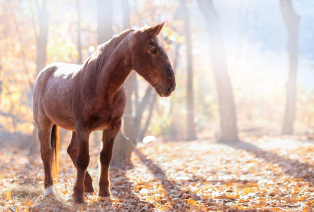 A brown horse in the autumn sunny forest