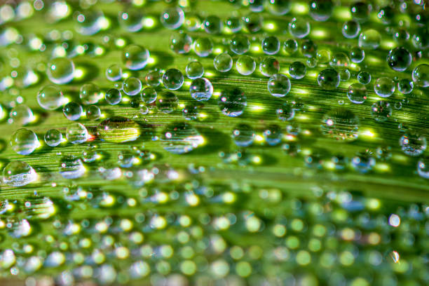 There was a lot of dew on the grass at the time of entering.