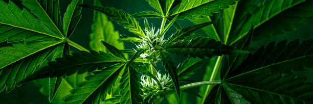 Cannabis plant with green leaves and white flowers panorama Cannabis plant with green leaves and white flowers panorama. Growing organic medicinal hemp indoors for CBD, panoramic banner cannabis-sativa stock pictures, royalty-free photos & images