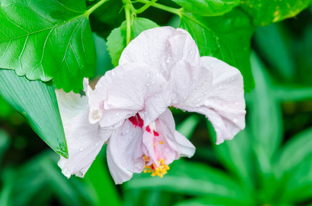 This close-up image showcases a delicate hibiscus flower adorned with glistening dew drops, emphasizing its soft pink petals. The fresh greenery in the background enhances the natural beauty of the flower, creating a serene and tranquil atmosphere.