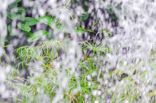 A serene scene capturing lush green plants partially obscured by a soft, flowing curtain of water. The interplay of light and water creates a gentle, soothing atmosphere.