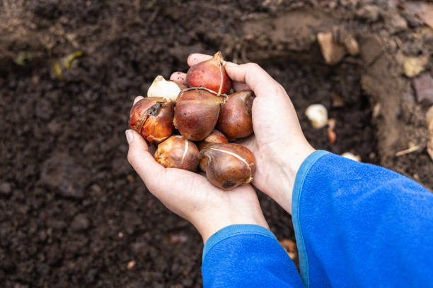 istock hands holding tulip bulbs before planting them in the ground 2168587033