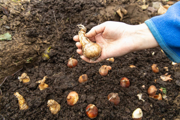 istock hands holding daffodil bulbs before planting in the ground 2168587287