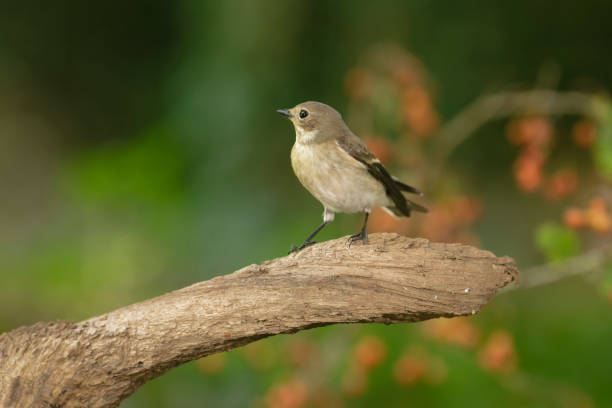 Female European pied flycatcher