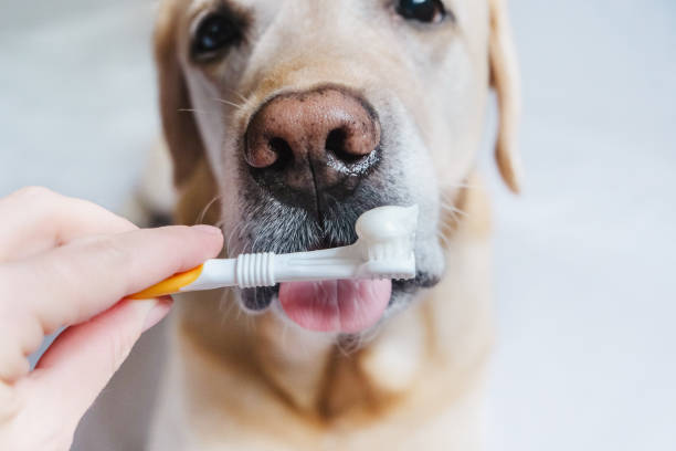 istock Brushing dogs' teeth. The dog licks toothpaste. 2168588414