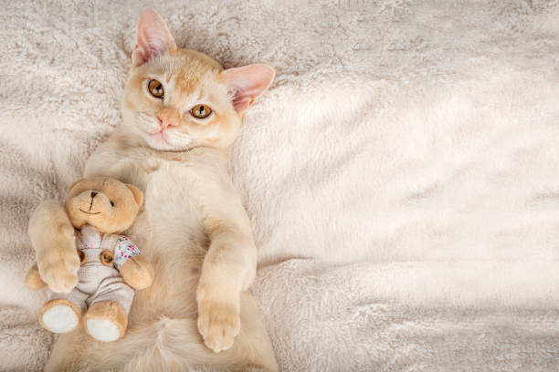 istock Kitten lies on a cozy blanket hugging a toy. 2168588719