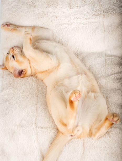 istock Red Burmese kitten lies on a soft blanket. 2168588758