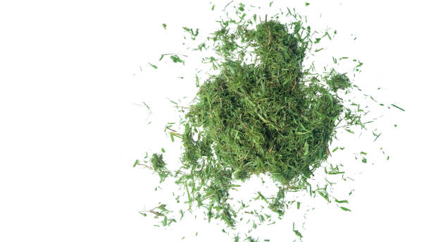 istock Cut out grass clippings from a lawnmower with clipping paths, set against a white background. 2168590844