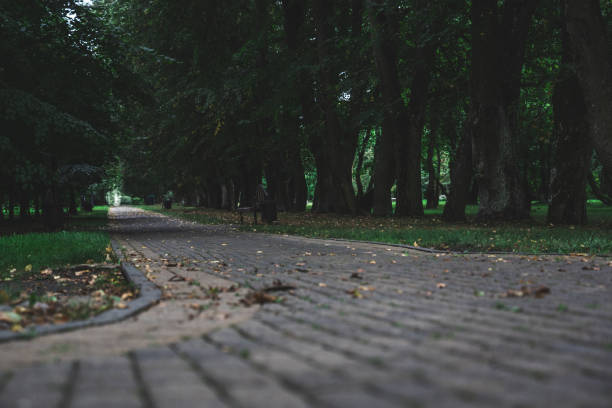 Sidewalk, pedestrian path in the forest park. Forest Park in the evening. Empty park pathway. High quality photo