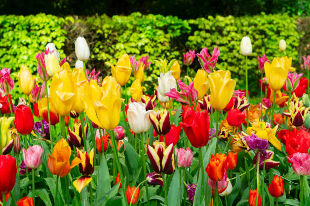 istock Dutch yellow tulip fields in sunny day 2168591153