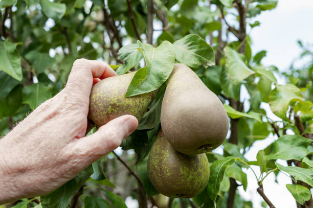 Home owner picking ripe pears from a pear tree in a private garden in Britain. stock photo